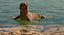 Sea Lion and Baby Rigged Collection