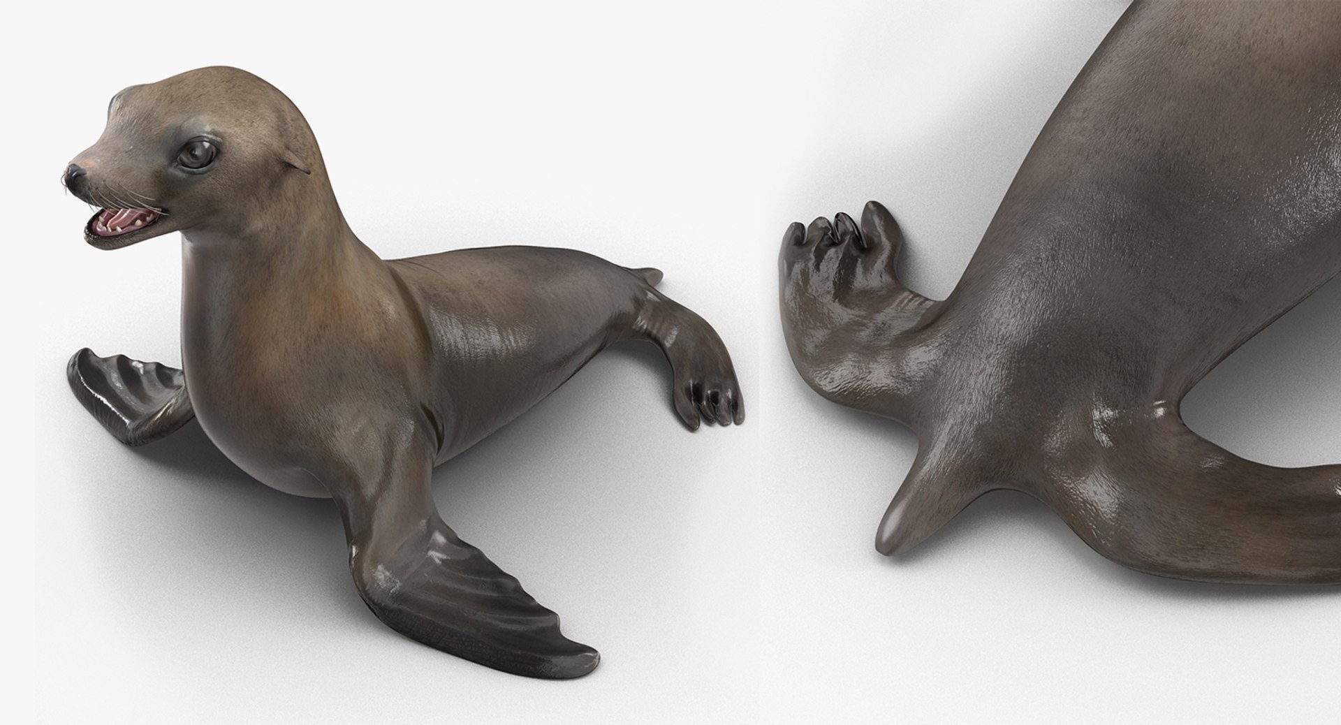 3D model sea lion baby rigged https://p.turbosquid.com/ts-thumb/fd/aQBhr8/OMvJ6V20/sealionandbabyriggedcollection3dmodel015/jpg/1564604047/1920x1080/fit_q87/d528d00682587e3bf60fb8ab4395c5b2c67de6fe/sealionandbabyriggedcollection3dmodel015.jpg