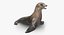 Sea Lion and Baby Rigged Collection