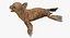 Sea Lion and Baby Rigged Collection