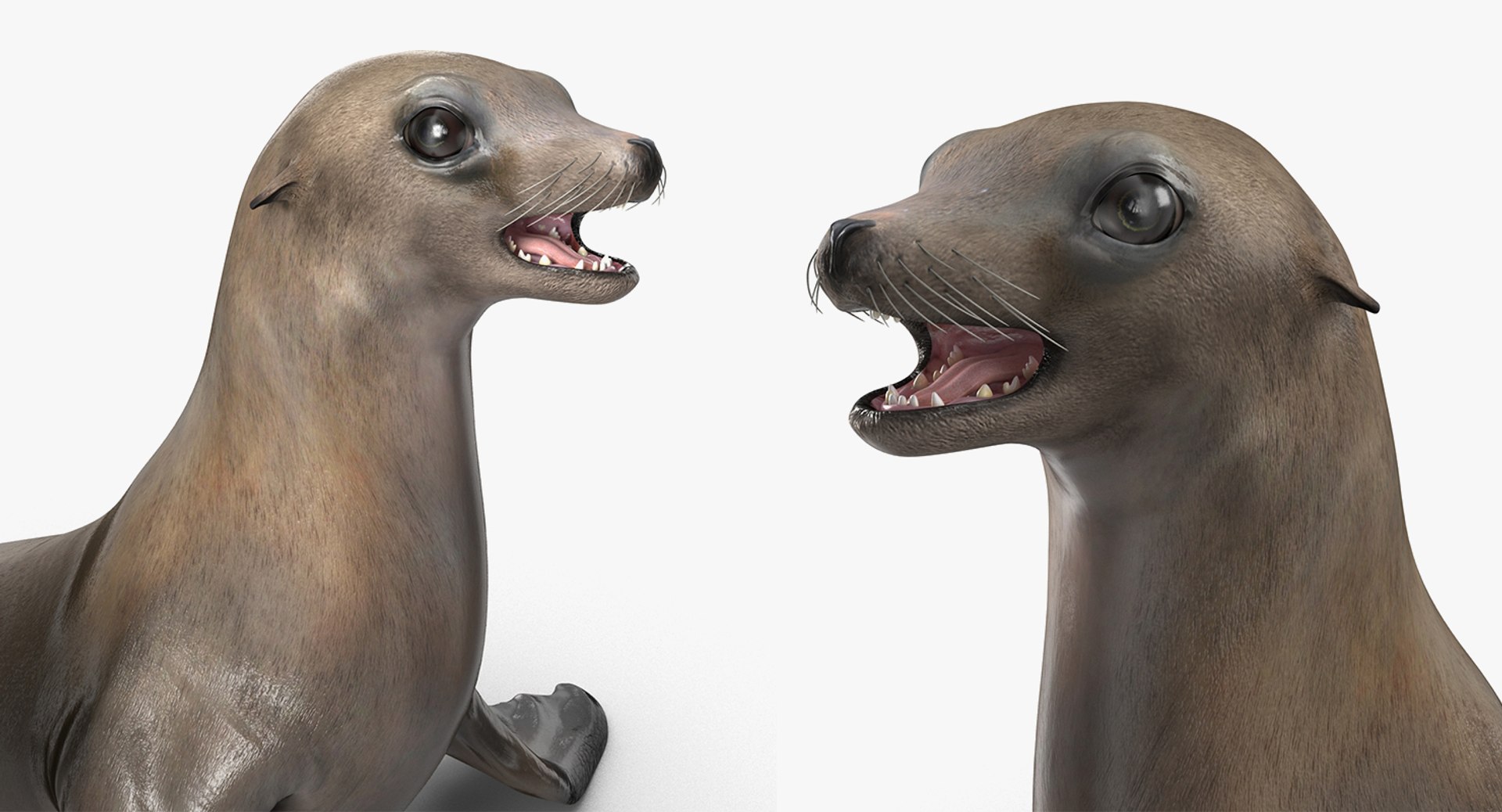 3D model sea lion baby rigged https://p.turbosquid.com/ts-thumb/fd/aQBhr8/b7xIXMoP/sealionandbabyriggedcollection3dmodel014/jpg/1564604044/1920x1080/fit_q87/27482bf66da13eaac3b4f84dc8029ddabe625125/sealionandbabyriggedcollection3dmodel014.jpg