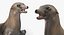 Sea Lion and Baby Rigged Collection