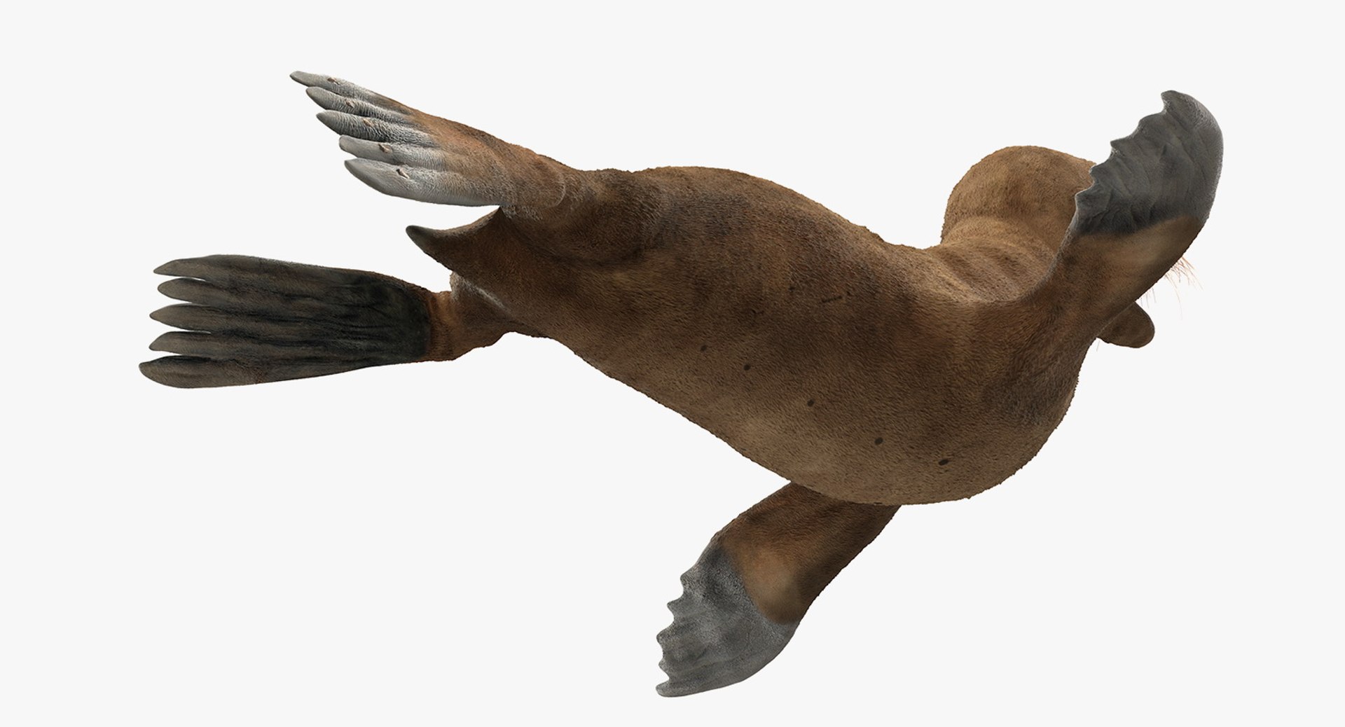 3D model sea lion baby rigged https://p.turbosquid.com/ts-thumb/fd/aQBhr8/c5gBobJM/sealionandbabyriggedcollection3dmodel012/jpg/1564604036/1920x1080/fit_q87/af059ff4403c39aef7edae3371d8e673fd84f10c/sealionandbabyriggedcollection3dmodel012.jpg