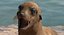 Sea Lion and Baby Rigged Collection