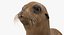 Sea Lion and Baby Rigged Collection