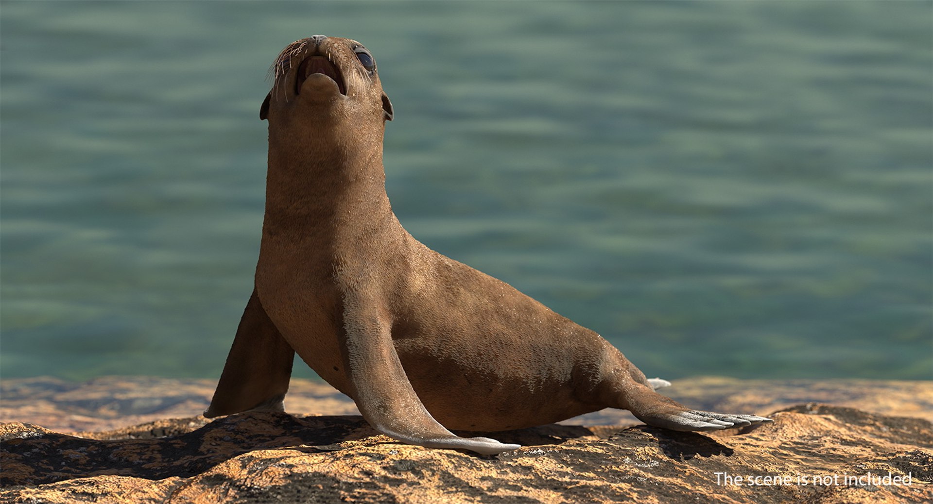 3D model sea lion baby rigged https://p.turbosquid.com/ts-thumb/fd/aQBhr8/qxiPgTUZ/sealionandbabyriggedcollection3dmodel003/jpg/1564604007/1920x1080/fit_q87/e7c96d13df0f9e478f24837f44fd778883079d74/sealionandbabyriggedcollection3dmodel003.jpg