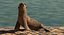 Sea Lion and Baby Rigged Collection