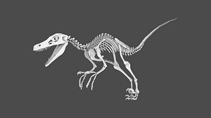 3D skeleton raptor