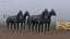 Four Black Horses in Breast Collar Harness 3D model