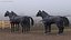 Four Black Horses in Breast Collar Harness 3D model