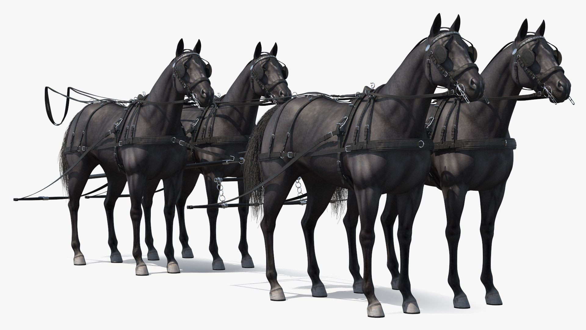 Four Black Horses in Breast Collar Harness 3D model https://p.turbosquid.com/ts-thumb/fd/rEZ3zP/Qc/four_black_horses_in_breast_collar_harness_002/jpg/1741016210/1920x1080/fit_q87/afe9ab1e03b61971f20a8085c0c49839c6db201c/four_black_horses_in_breast_collar_harness_002.jpg