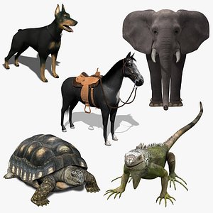 animal 1 3d model