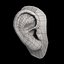 oreja