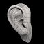 oreja