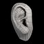 oreja