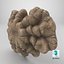 ChampignonFossileTexturé128VRaymax