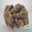 ChampignonFossileTexturé128VRaymax