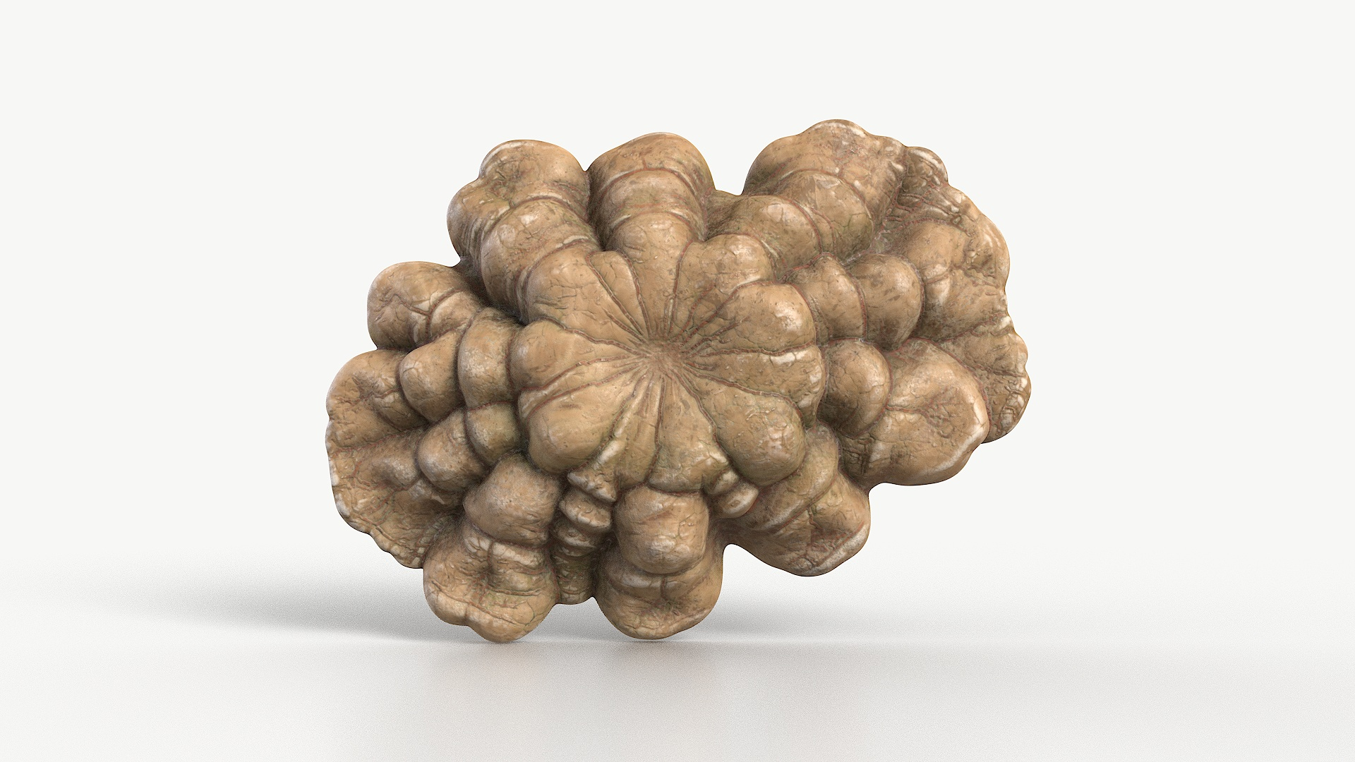 Fungus Fossil Textured 128 3D https://p.turbosquid.com/ts-thumb/fd/yZq16k/ul/turntable/jpg/1729015318/1920x1080/turn_fit_q99/82229d6722457f1234749aa23e5ae059dae369ae/turntable-1.jpg