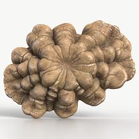 Fungus Fossil Textured 128