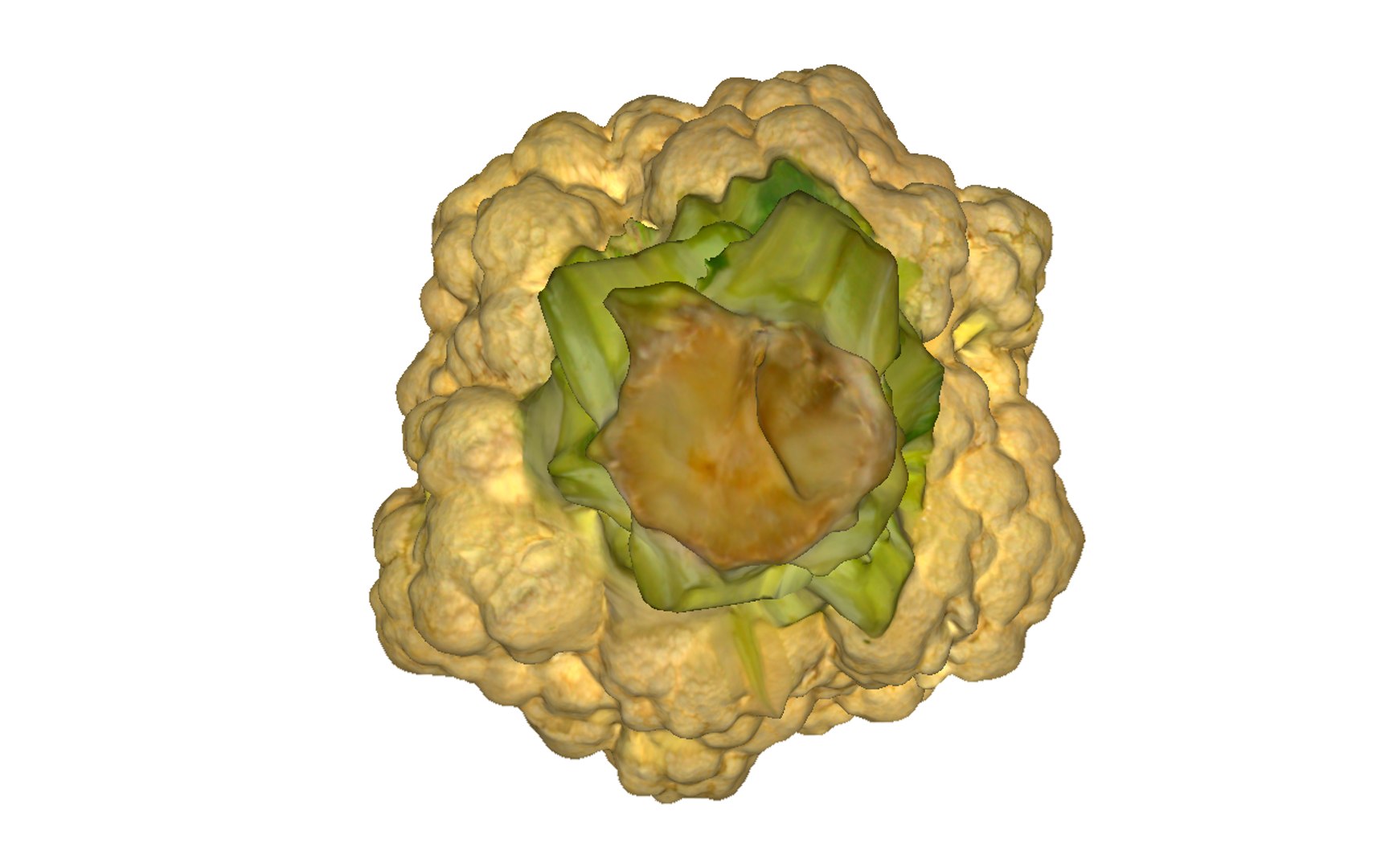 3D cauliflower scan https://p.turbosquid.com/ts-thumb/fe/1YJYqv/EZpHeWrI/7/png/1603978669/1920x1080/fit_q87/c1318a1a55130b17db30d04cc8a395e05f041f7e/7.jpg