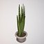 plant sansevieria zeylanica 1 3d model