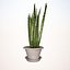 plant sansevieria zeylanica 1 3d model