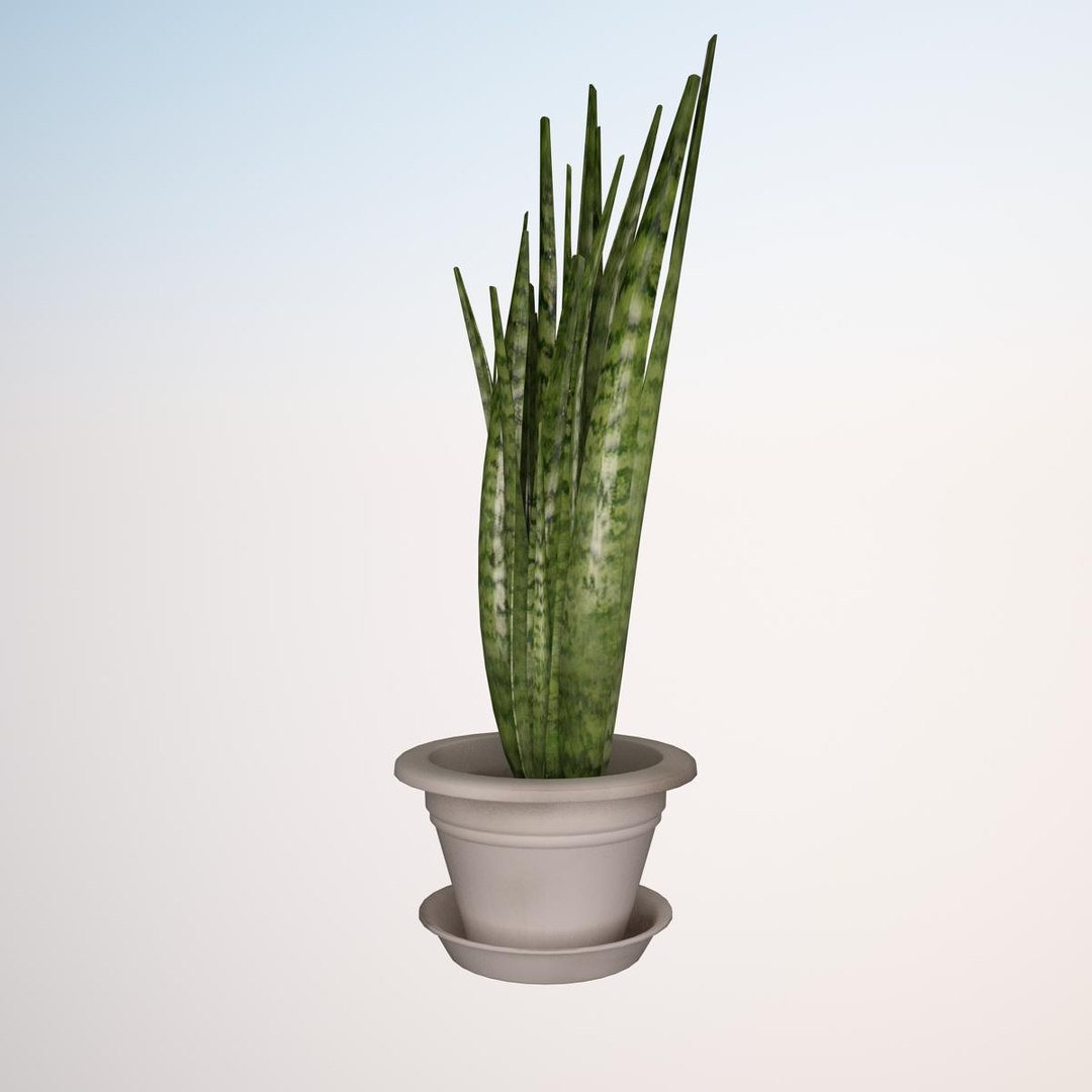 plant sansevieria zeylanica 1 3d model https://p.turbosquid.com/ts-thumb/fe/8VvhxP/e8KHctFD/render_plant_sansevieria_zeylanica_1_vray_10000/jpg/1417112587/1920x1080/fit_q87/4d5d86394d7f19b9225ca1ae2d5ed1c550a36882/render_plant_sansevieria_zeylanica_1_vray_10000.jpg