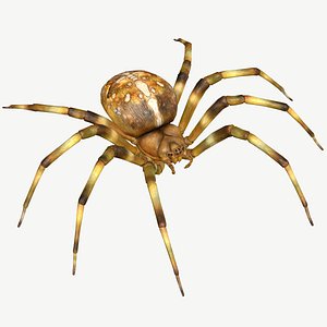 Orb-weaver Spider