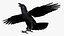 Crow Wild Bird Species Black