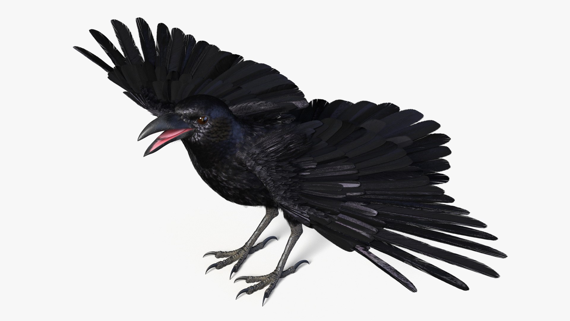 Crow Wild Bird Species Black 3D model https://p.turbosquid.com/ts-thumb/fe/Zq8cT7/J7/crow_wild_bird_species_black_002/jpg/1765401596/1920x1080/fit_q87/ae9c9218a952b63e409c3b55d1fb6b2dddb87fb3/crow_wild_bird_species_black_002.jpg