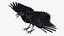 Crow Wild Bird Species Black