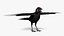 Crow Wild Bird Species Black