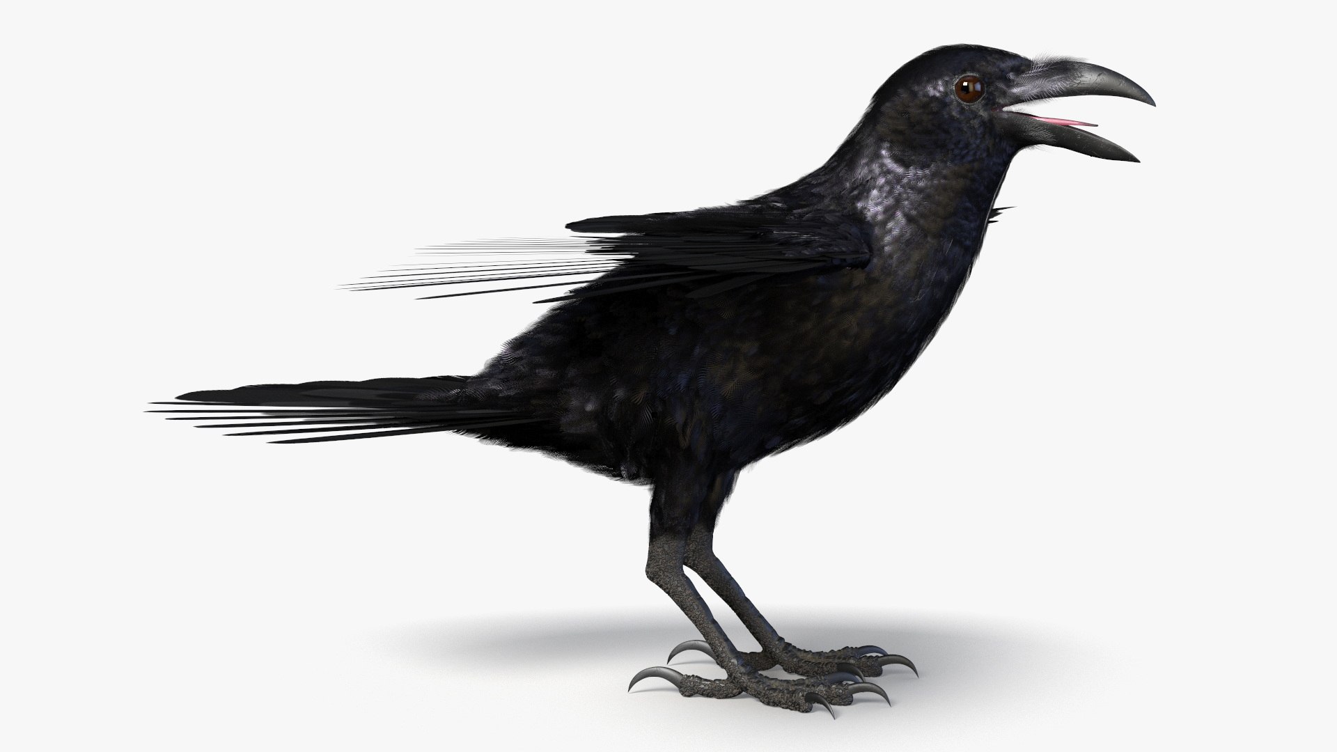 Crow Wild Bird Species Black 3D model https://p.turbosquid.com/ts-thumb/fe/Zq8cT7/LO/crow_wild_bird_species_black_006/jpg/1765401688/1920x1080/fit_q87/d9b96c2456aef560a0fa93faf3b9ad1cd478b5da/crow_wild_bird_species_black_006.jpg
