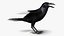 Crow Wild Bird Species Black