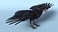 Crow Wild Bird Species Black