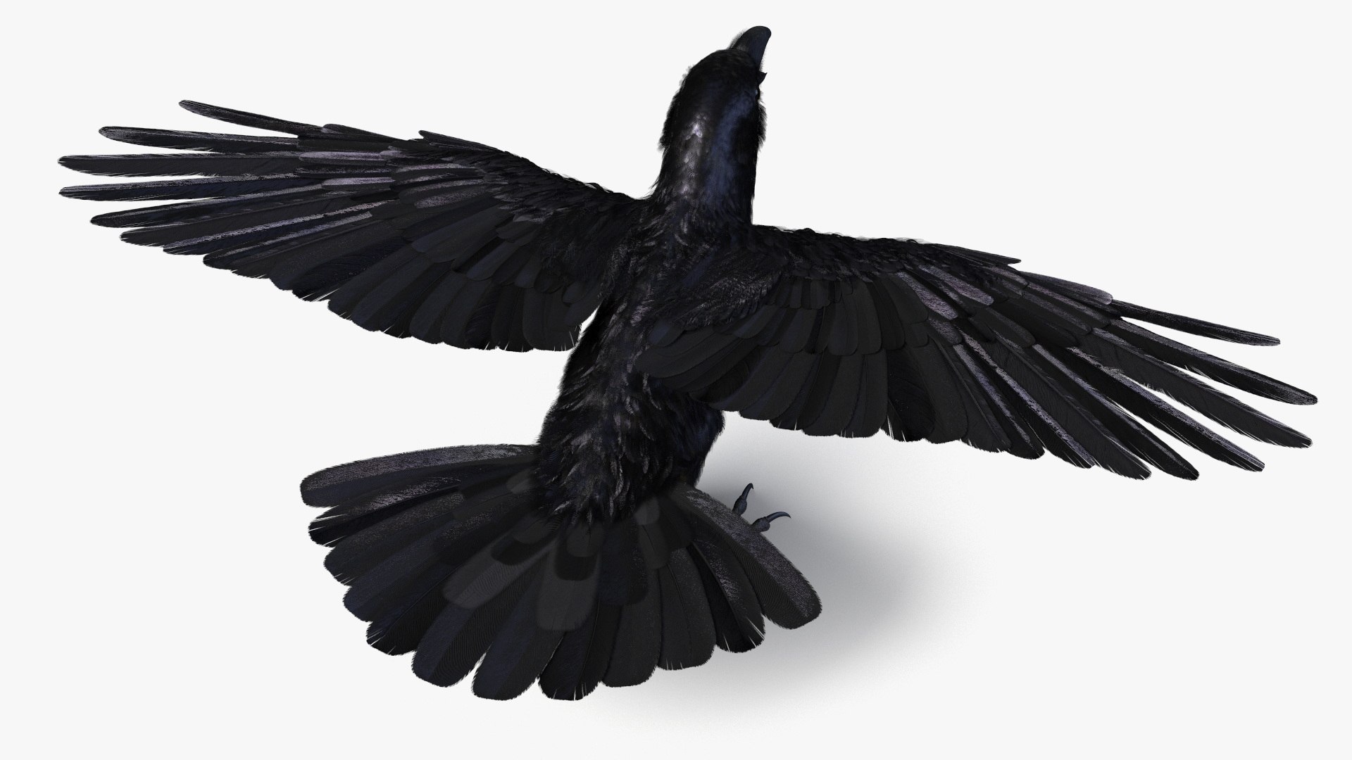 Crow Wild Bird Species Black 3D model https://p.turbosquid.com/ts-thumb/fe/Zq8cT7/aM/crow_wild_bird_species_black_007/jpg/1765401690/1920x1080/fit_q87/d7f5b819d0243d19f58754088875edbf9dbd21e8/crow_wild_bird_species_black_007.jpg