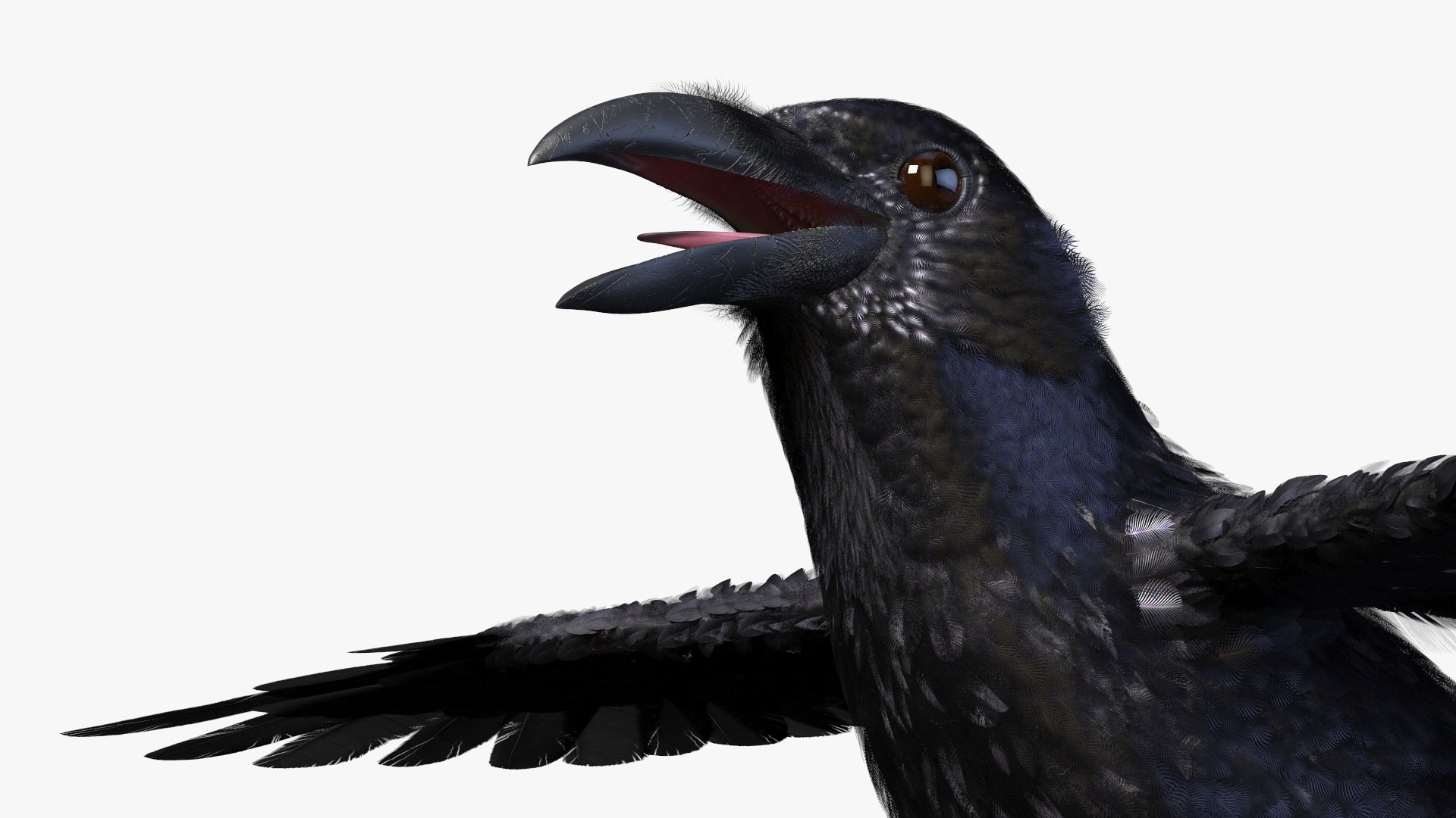 Crow Wild Bird Species Black 3D model https://p.turbosquid.com/ts-thumb/fe/Zq8cT7/eN/crow_wild_bird_species_black_009/jpg/1765401697/1920x1080/fit_q87/1eb0483d46c559d638c1143a532c056b11dc032a/crow_wild_bird_species_black_009.jpg