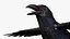 Crow Wild Bird Species Black