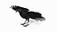 Crow Wild Bird Species Black