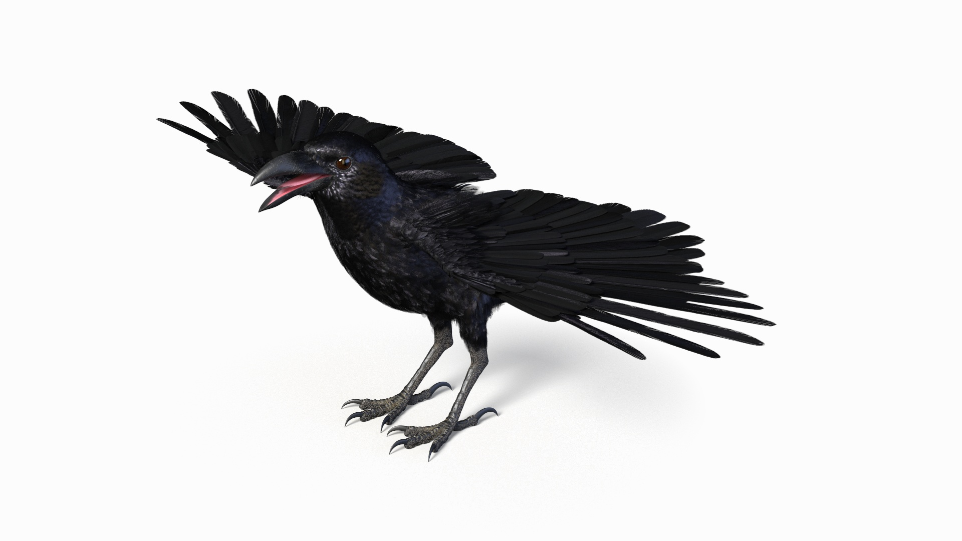 Crow Wild Bird Species Black 3D model https://p.turbosquid.com/ts-thumb/fe/Zq8cT7/hs/crow_wild_bird_species_black_360/jpg/1765401598/1920x1080/turn_fit_q99/48c19716cbbb112eb3a348dfc5e624a80f98ae05/crow_wild_bird_species_black_360-1.jpg