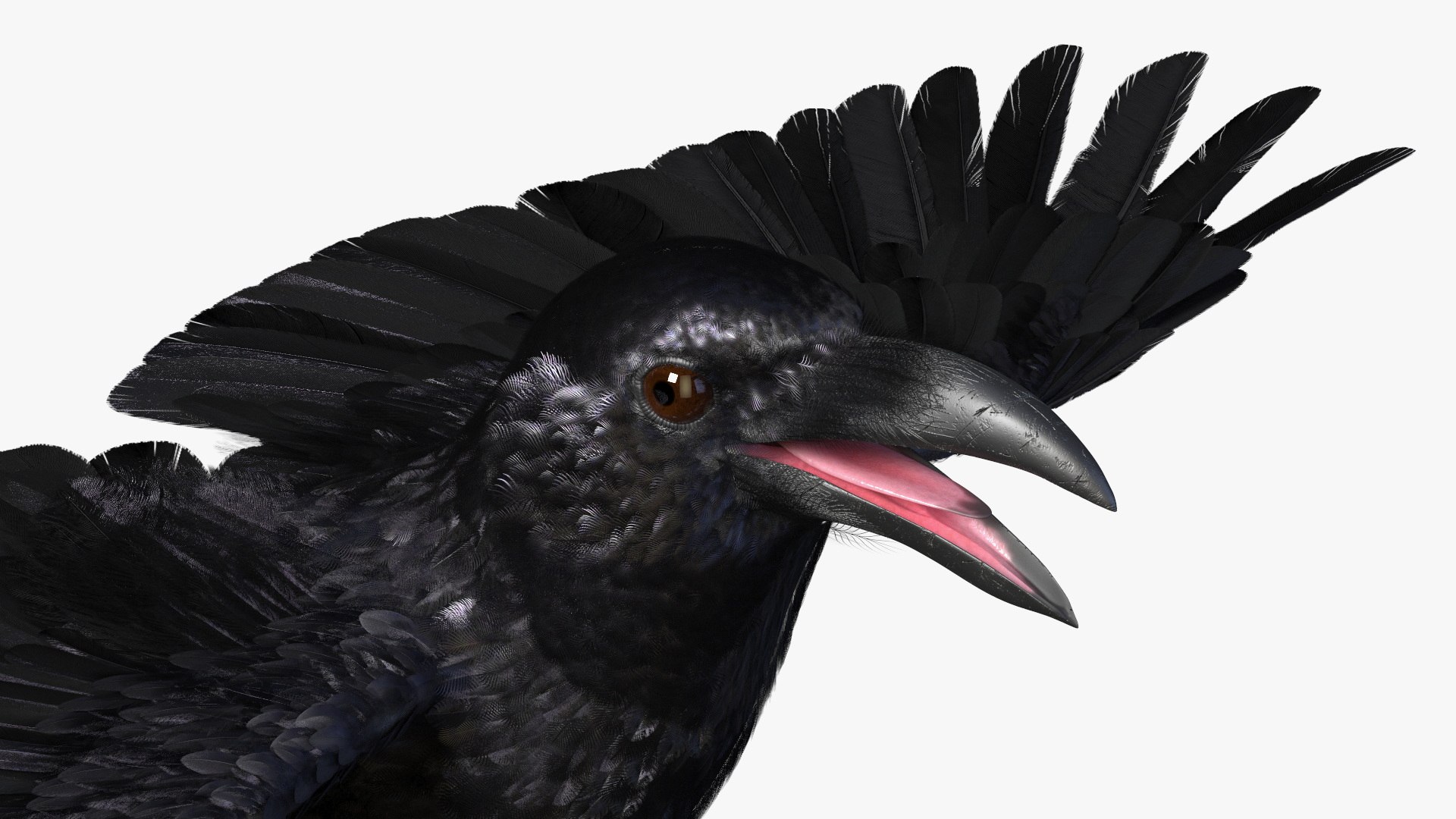 Crow Wild Bird Species Black 3D model https://p.turbosquid.com/ts-thumb/fe/Zq8cT7/iA/crow_wild_bird_species_black_010/jpg/1765401700/1920x1080/fit_q87/e7b15103b00ca95c32601a968c48bf917ae3e721/crow_wild_bird_species_black_010.jpg