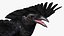Crow Wild Bird Species Black
