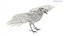 Crow Wild Bird Species Black