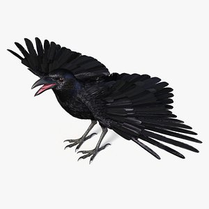 Crow Wild Bird Species Black