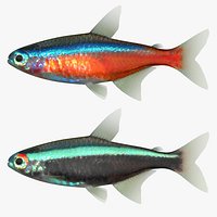 Neon Tetra Set
