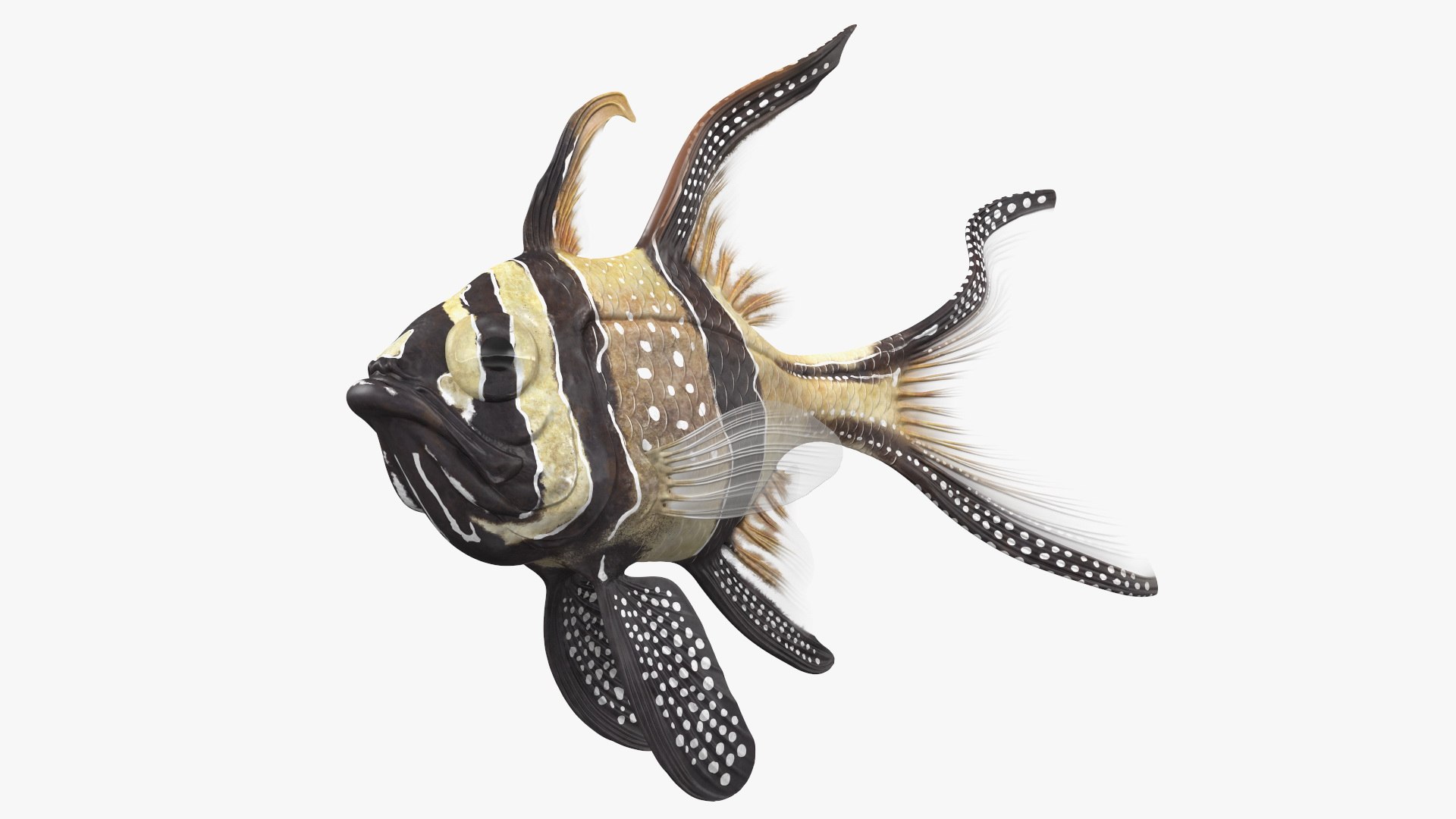 Banggai Cardinalfish Swimming Pose 3D model preview