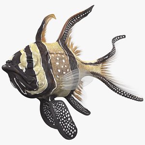 Banggai Cardinalfish Swimming Pose