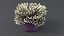 Actinia Anemone 01 3D model