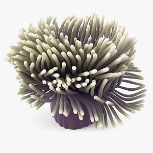 Actinia Anemone 01 3D model