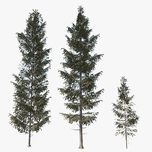 3d ready spruce trees
